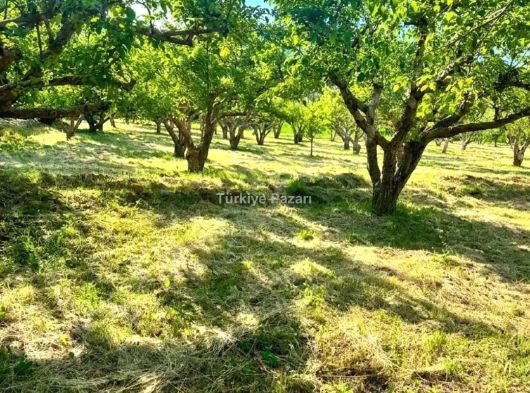 TURASAN EMLAK'DAN | BADEMDERE'DE YOLA SIFIR, ELEKTRİKLİ, 16 DÖNÜM MEYVE