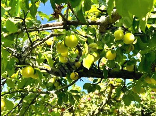TURASAN EMLAK'DAN | BADEMDERE'DE YOLA SIFIR, ELEKTRİKLİ, 16 DÖNÜM MEYVE