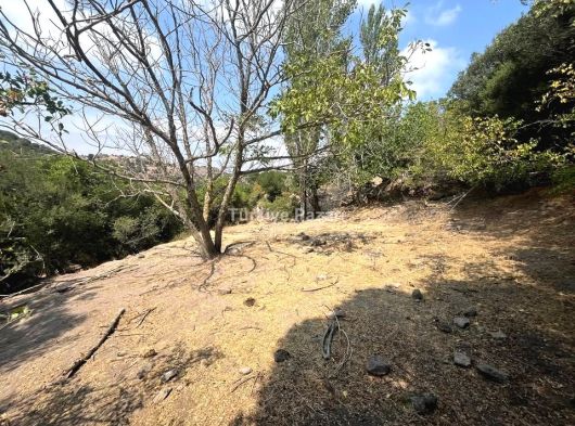ÇANAKKALE AYVACIK ÇINARPINAR KÖYÜ MÜSTAKİL TAPULU MUAZZAM TARLA 564 M