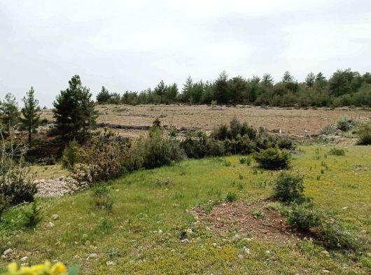 Mersin Silifke Gündüzler 4300m2