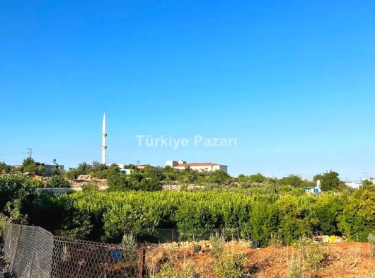 KELEPİR DENİZ MANZARALI TARLA
