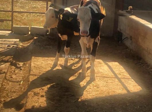 ARABA PARASINA SATİLİK ÇİFTLİK: 34.DÖNÜM ÇİFTLİK