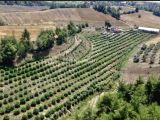 ARABA PARASINA SATİLİK ÇİFTLİK: 34.DÖNÜM ÇİFTLİK