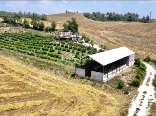 ARABA PARASINA SATİLİK ÇİFTLİK: 34.DÖNÜM ÇİFTLİK