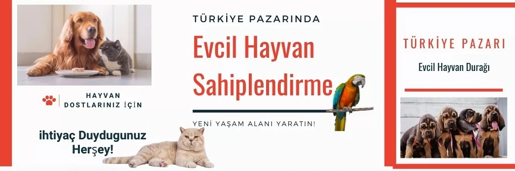 Evcil Hayvan Sahiplendirme